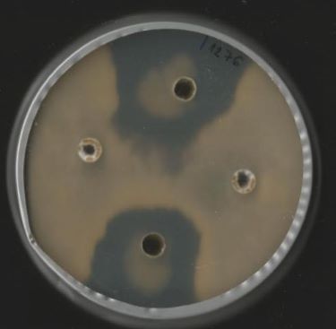 Sclerotinia sclerotiorum gomba fejlődésének gátlása baktériumkészítménnyel Petri-csészében (A sötétbarna folt a gátlási zóna, B pontba történt a baktériumkészítmény cseppentése, K – kontroll)