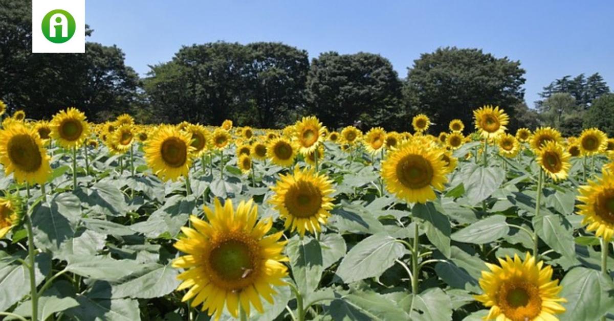 A napraforgó jövedelmezőbb, mint valaha – de csak a megfelelő hibridekkel A napraforgó jövedelmezőbb, mint valaha – de csak a megfelelő hibridekkel