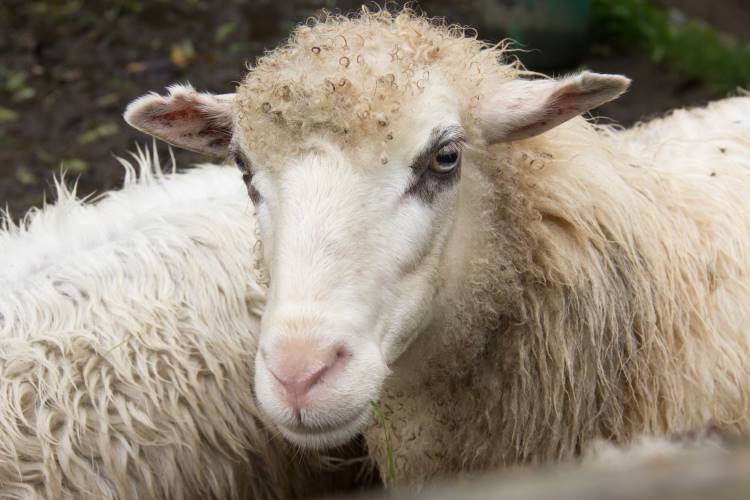 A kiskérődzők pestise a juhok és a kecskék vírus okozta, heveny, lázas általános tünetekkel, a száj és az emésztőcsatorna nyálkahártyájának gyulladásával járó betegsége