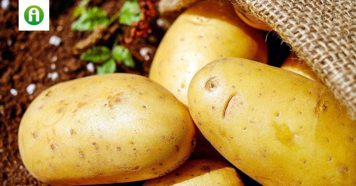 Javuló termés, csökkenő árak: mi történik a burgonyapiacon?
