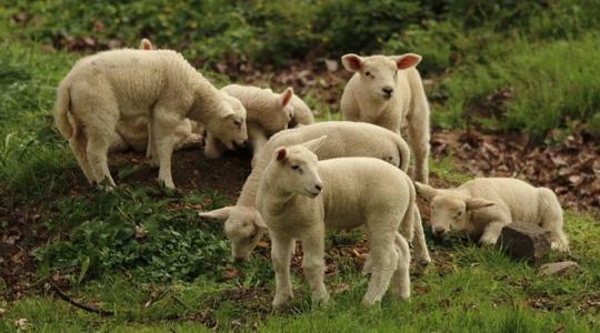 A bárányhús helyzete: kihívások és lehetőségek a piacon