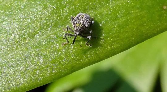 Támadnak az ormányosok: kulcsfontosságú az őszi repce tavaszi növényvédelme