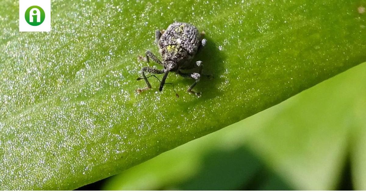 Támadnak az ormányosok: kulcsfontosságú az őszi repce tavaszi növényvédelme