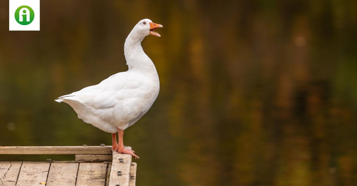 Újra támad a madárinfluenza Bács-Kiskun vármegyében