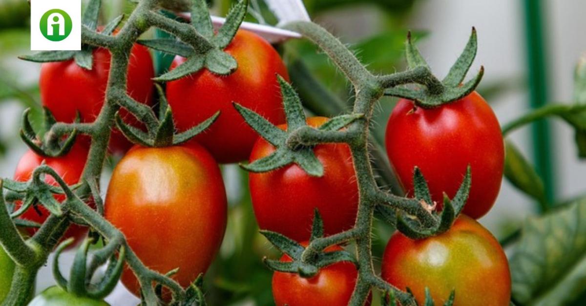 Fordulat a ToBRFV vírus növényegészségügyi besorolásában