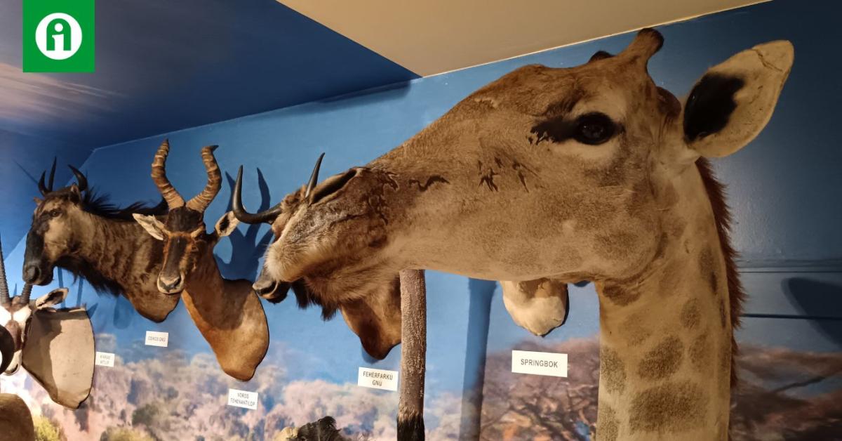 Különleges attrakció egy zalai községben, ahova beköltözött Afrika