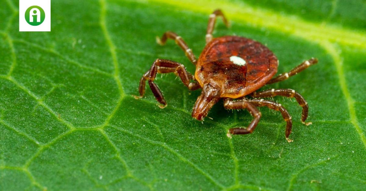 Húsallergiát okozhat ennek az élősködőnek a csípése Húsallergiát okozhat ennek az élősködőnek a csípése