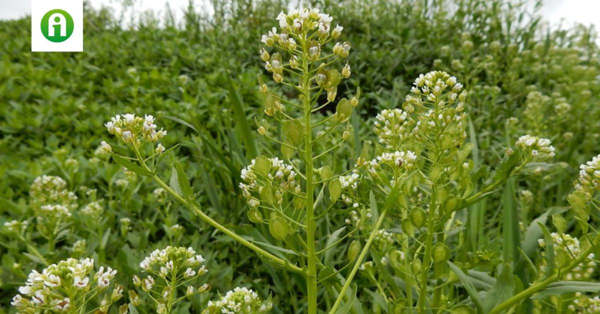 Új növények segíthetik a biomassza-előállítást Új növények segíthetik a biomassza-előállítást