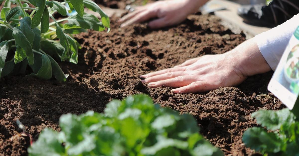 Zsigereinkben tartjuk az anyaföldet, a beleink a gyökerek Zsigereinkben tartjuk az anyaföldet, a beleink a gyökerek