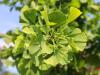 Ginkgo biloba: a természet legyőzhetetlen túlélője