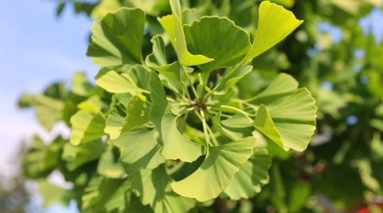 Ginkgo biloba: a természet legyőzhetetlen túlélője