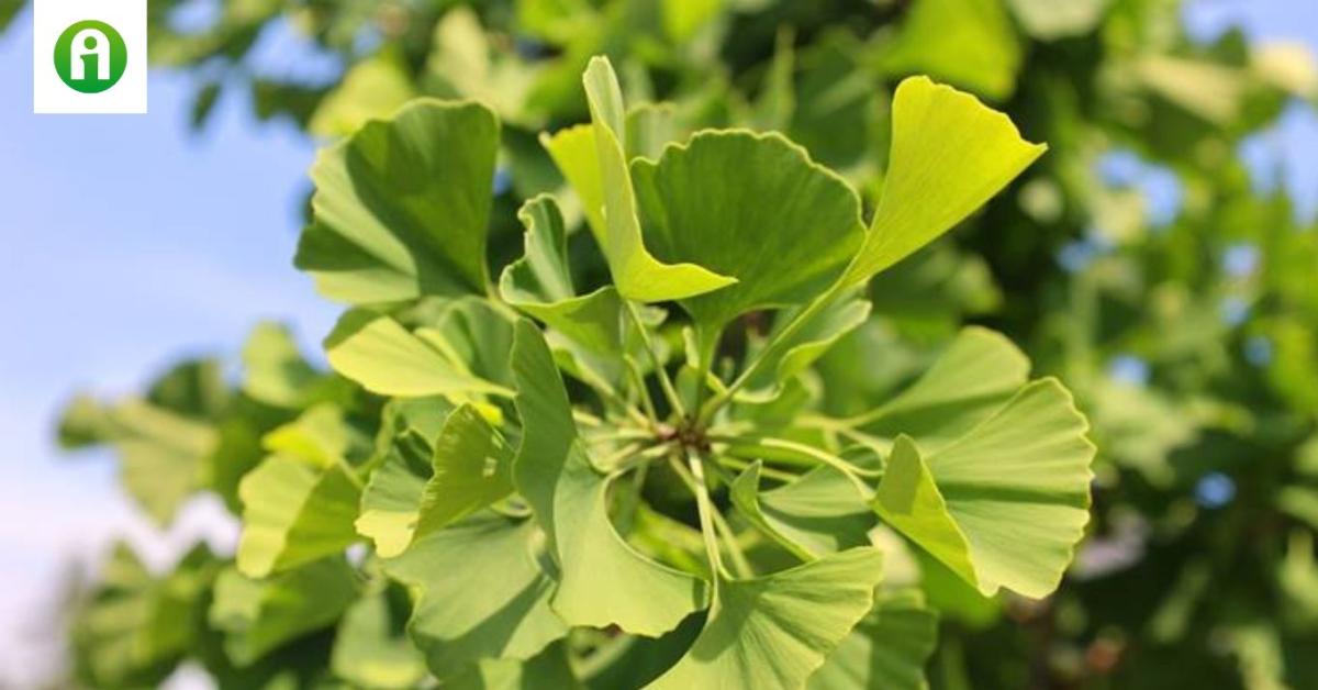 Ginkgo biloba: a természet legyőzhetetlen túlélője