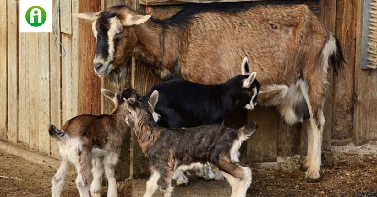Megfékezték a kiskérődzők pestisét? Nincs új eset