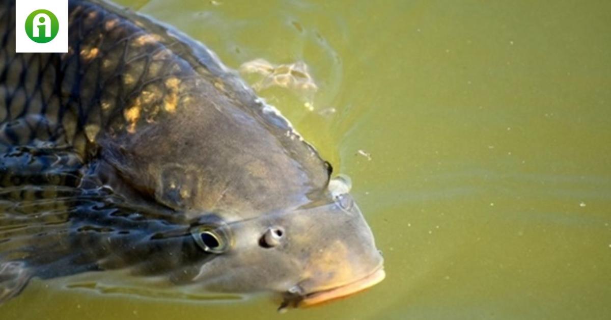Horgászok, figyelem! Változott a ponty tilalmi ideje a Tisza-tavon ...
