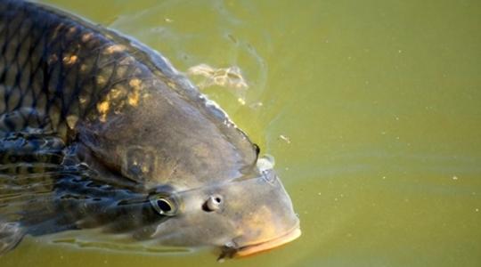 Horgászok, figyelem! Változott a ponty tilalmi ideje a Tisza-tavon