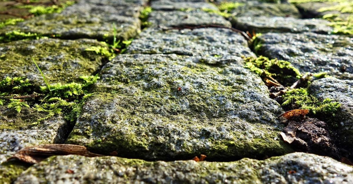 Te is csak mérgelődsz miatta? Ideje másképp gondolni a mohára!