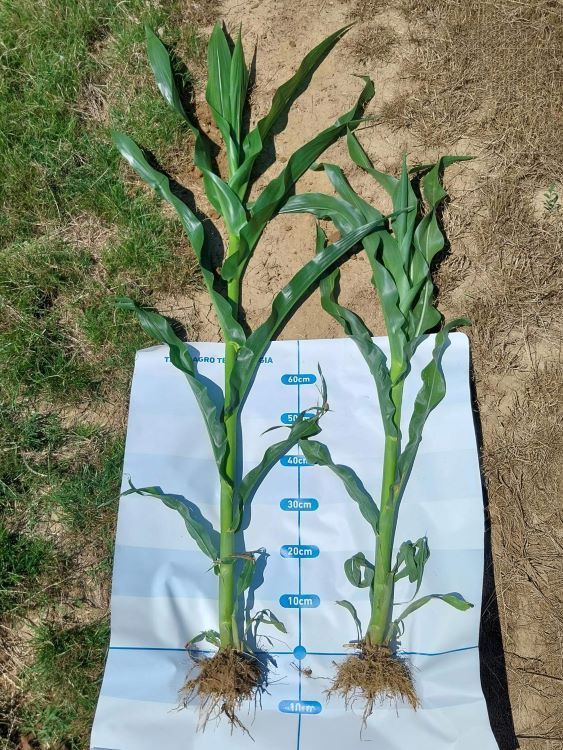 100 kg/ha EUROFERTIL TOP 49 NPS vetéssel egy menetben; jobb oldal: kontroll. Forrás: TIMAC AGRO Hungária Kft.