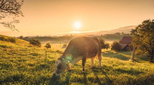 Nagy lehetőségek, új pályázatok, piaci trendek az agráriumban