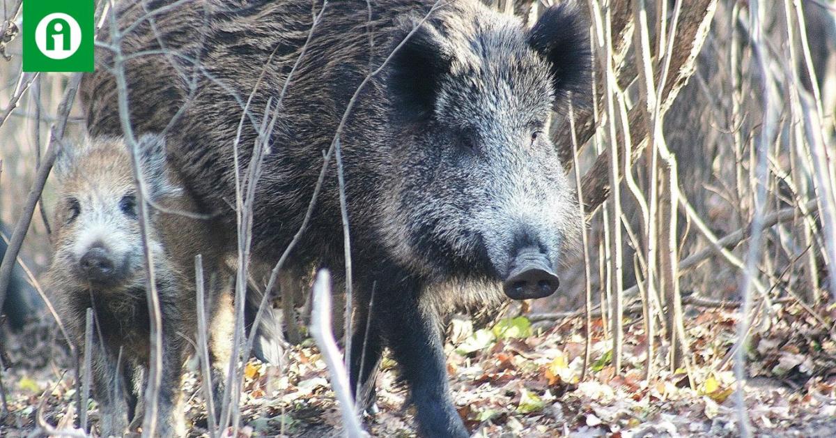 Vadkár: nem jönnek a végrehajtók. Mindenki örülhet? Vadkár: nem jönnek a végrehajtók. Mindenki örülhet?