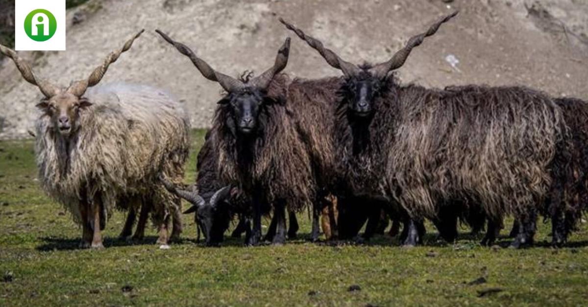 Ismerd meg a rackajuhot, Magyarország egyik legkülönlegesebb juhfajtáját!