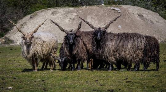 Ismerd meg a rackajuhot, Magyarország egyik legkülönlegesebb juhfajtáját!