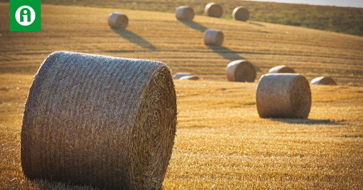 Ezt követeli az agrárkamara és a MAGOSZ a gazdáknak!