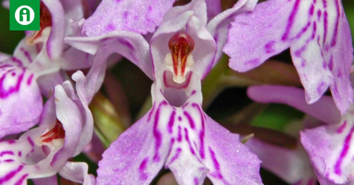 Elhunyt a magyar tudós, akiről orchideát neveztek el