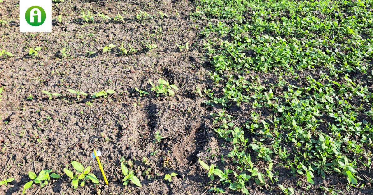 Hogyan érhetjük el a legjobb hatékonyságot a napraforgó gyomirtásában?