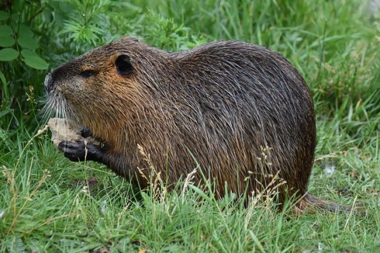 nutria