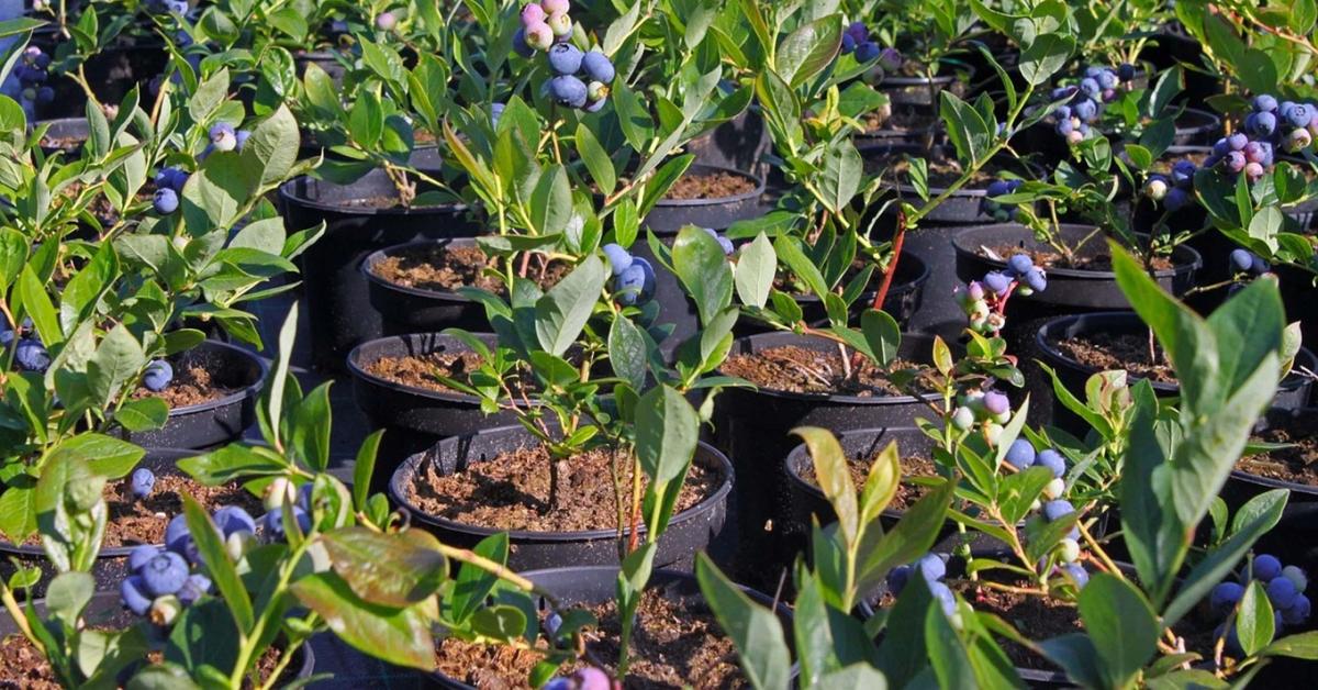 Így termeszthetsz bőséges áfonyát – közeleg a metszés ideje Így termeszthetsz bőséges áfonyát – közeleg a metszés ideje