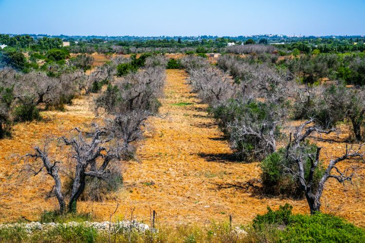 Xylella fertőzés tünetei