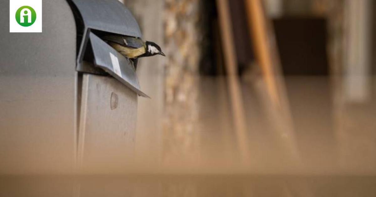Madár a postaládádban? Igen, előfordulhat