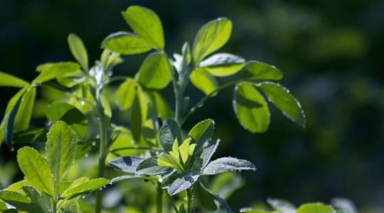 Fellendülőben a lucernaszéna piaca 