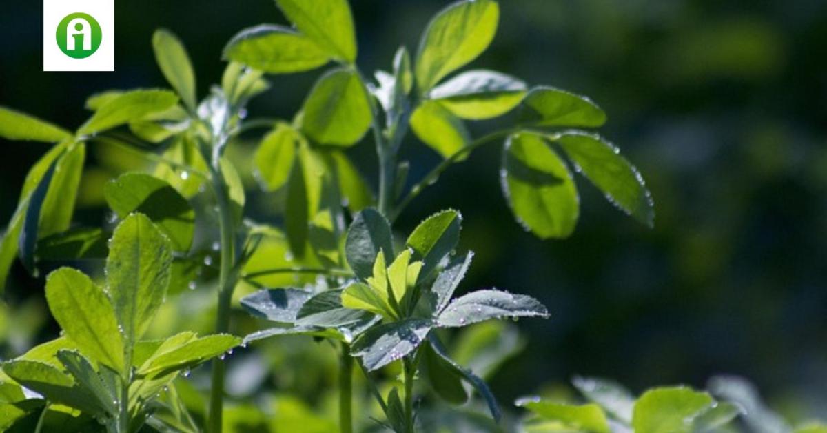 Fellendülőben a lucernaszéna piaca Fellendülőben a lucernaszéna piaca