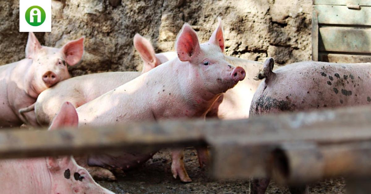 Magyar innováció segíthet a sertésinfluenza hatékony kezelésében Magyar innováció segíthet a sertésinfluenza hatékony kezelésében