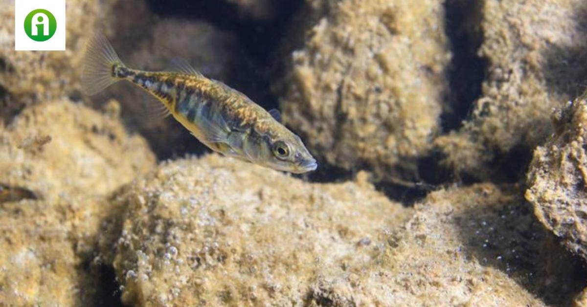 Meglepő helyeken bukkant fel a tüskés pikó Meglepő helyeken bukkant fel a tüskés pikó