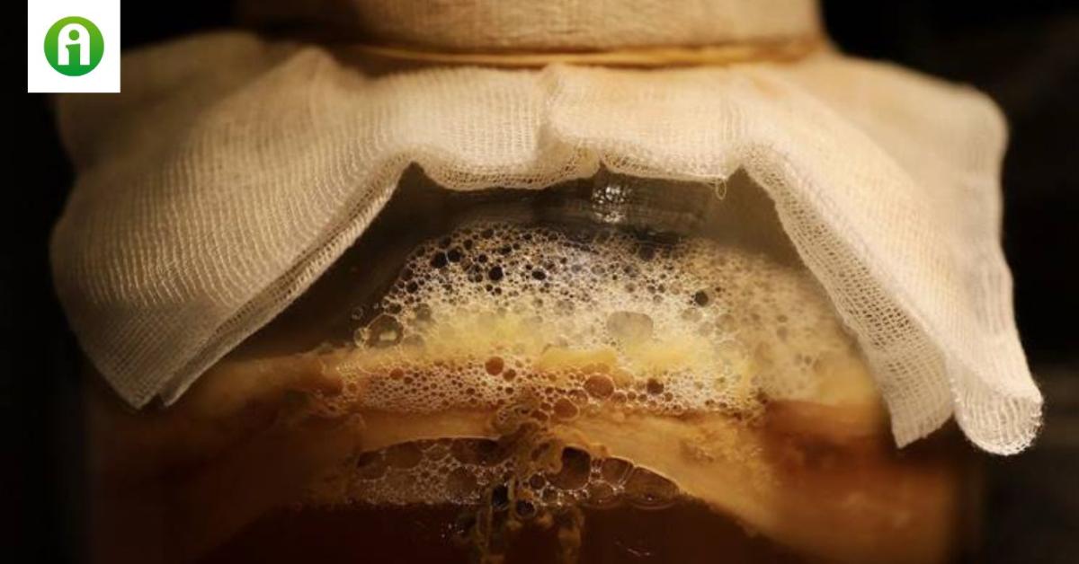 A kombucha titkai: egészséges csodaszer vagy veszélyes ital?