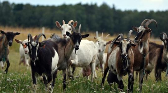 Fontos tudnivalók a kiskérődző ágazat állatjóléti támogatásáról