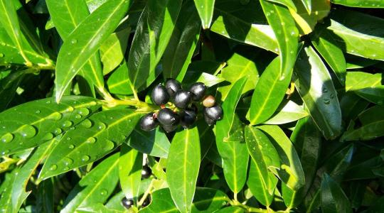 Babérmeggy a kertekben – dekoratív sövény vagy invazív veszélyforrás?