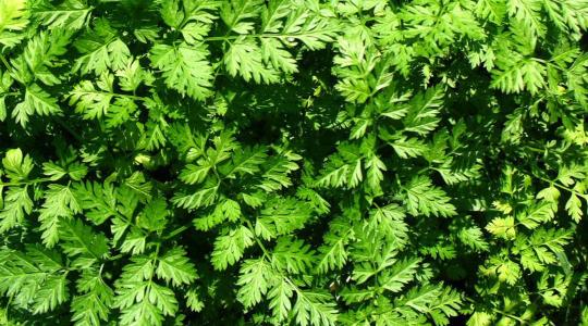 Zamatos turbolya: az ínyencek petrezselyme, amit újra fel kell fedezünk Zamatos turbolya: az ínyencek petrezselyme, amit újra fel kell fedezünk