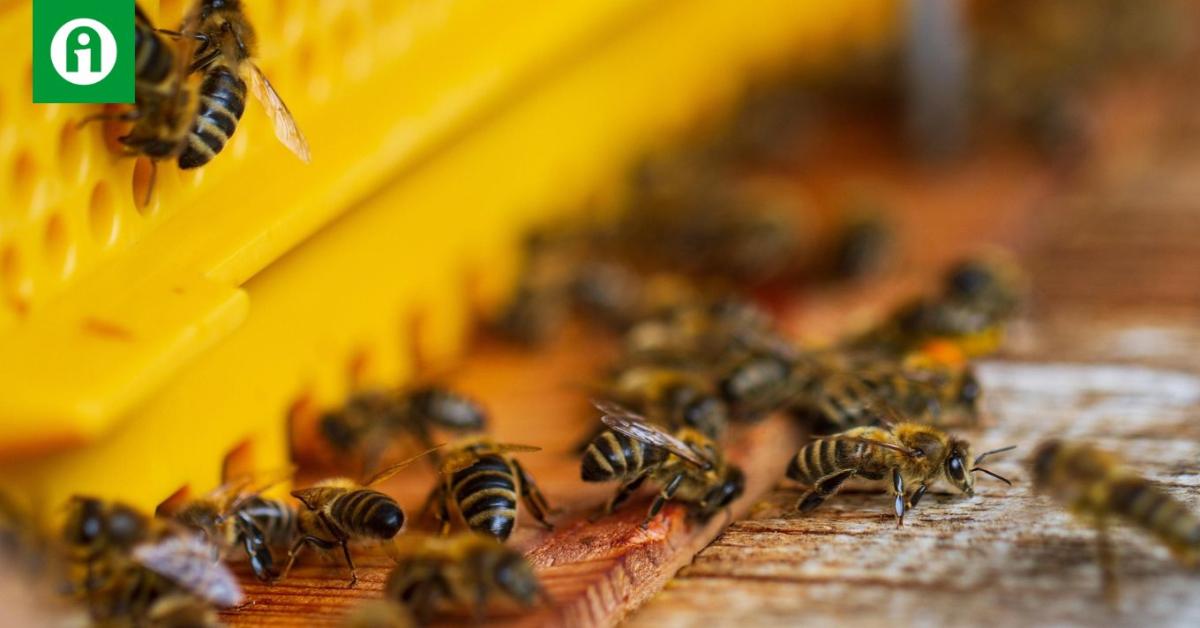 Forradalmi kaptárérzékelők menthetik meg a méhkolóniákat