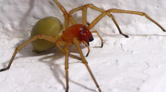 Mérgező állatok Magyarországon: nem kell messzire menned a veszélyért Mérgező állatok Magyarországon: nem kell messzire menned a veszélyért