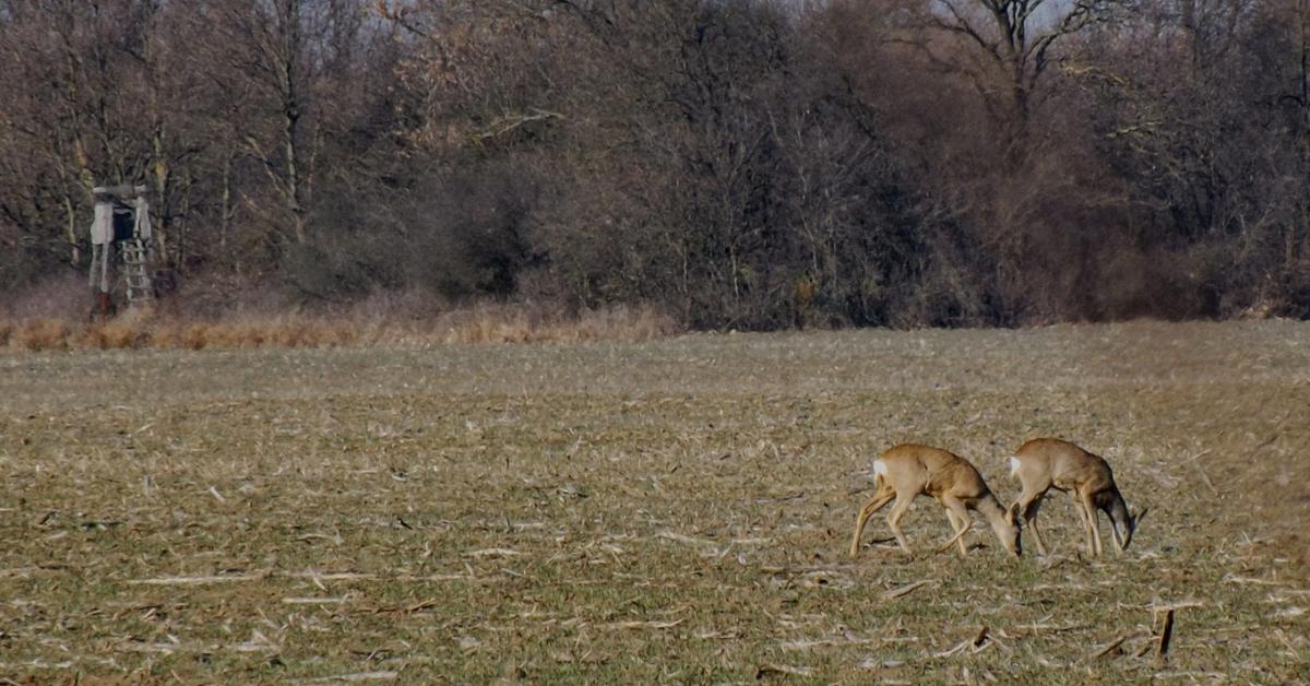 Kitavaszodott, de meg tud még lepni az időjárás!