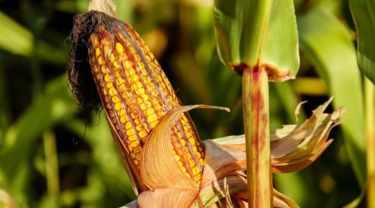 Mihez kezdjünk az aflatoxinnal? Ha valahol, hát itt fontos az előrelátás