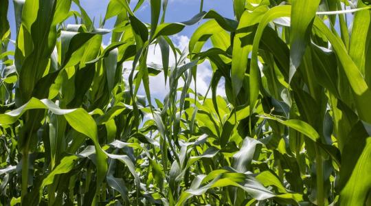 A Simbiose és a Corteva Agriscience együttműködése: új biológiai megoldás érkezik Európába
