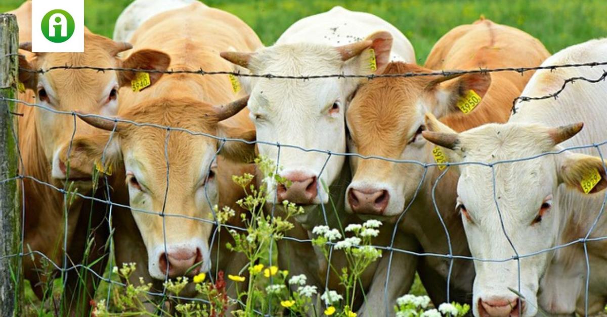 Hazánkban is megjelent a rettegett betegség – élőállat-szállítási tilalom lépett életbe 