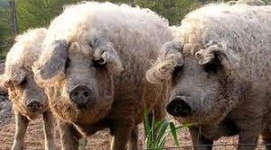 Mangalica fesztivál-előzetes