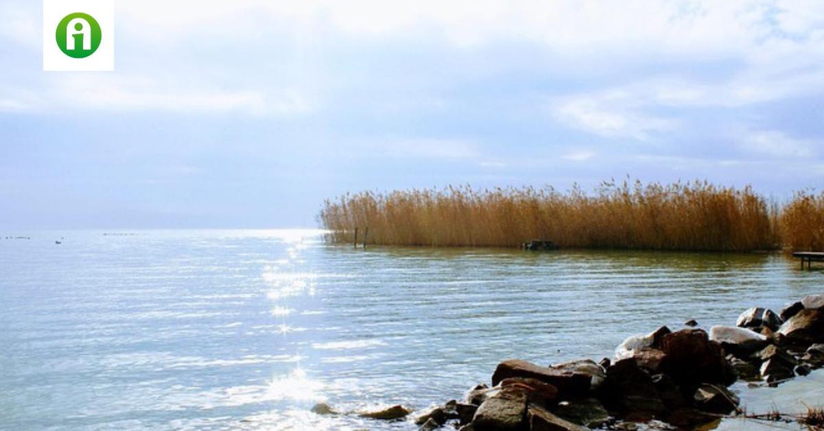 Balaton: lesújtóan kevés nádat tudtak learatni Balaton: lesújtóan kevés nádat tudtak learatni