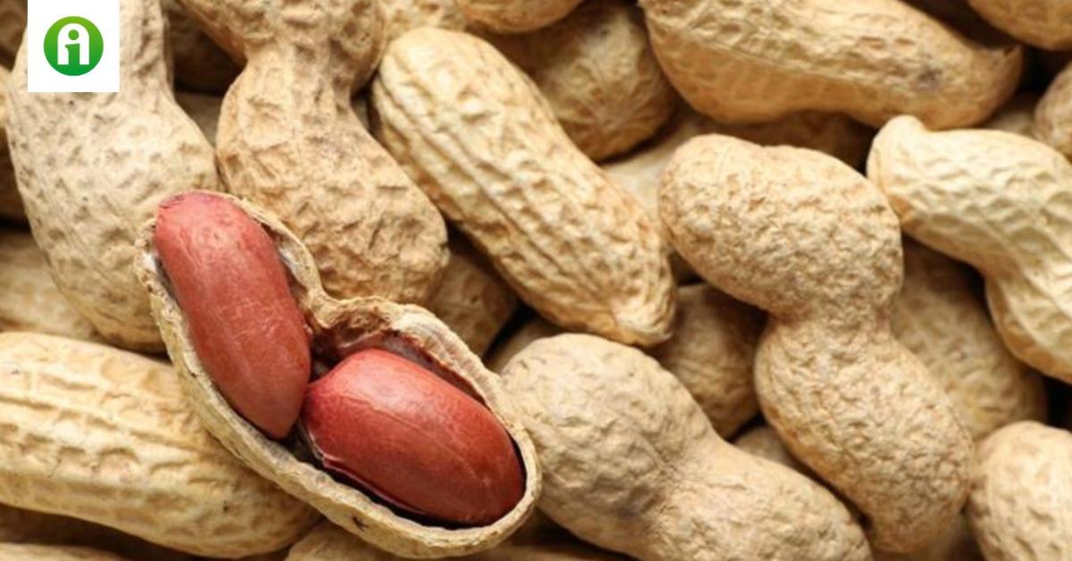 Földimogyoró: fenntartható, egészséges, és akár a kertedben is megterem Földimogyoró: fenntartható, egészséges, és akár a kertedben is megterem