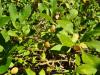 Ashwagandha – Természetes támogatás a stressz, szorongás és alvásproblémák ellen
